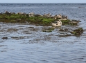 Seals, Aran Islands Ireland